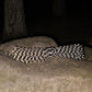 CAMPINGSKY Paracord 2mm Reflective Rope