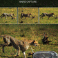 Mini HD Trail Camera - Night Vision & Waterproof