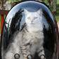 Transparent Space Capsule Pet Backpack – Portable & Breathable Cat Carrier